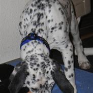 Blanding af racer Pongo