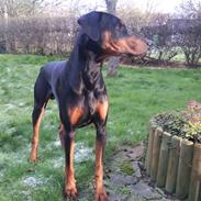 Dobermann Cæsar