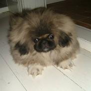 Pekingeser Buddha