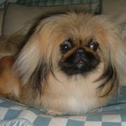 Pekingeser Buddha