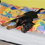 Rottweiler Kennel Heitah's Quenda