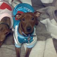 Dvaergpinscher Djiango