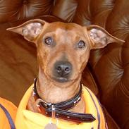 Dvaergpinscher Djiango