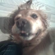 Golden retriever Sissi Aflivet :(