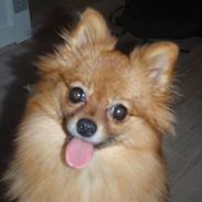 Pomeranian Trille (pomse)