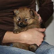 Pomeranian Trille (pomse)