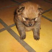 Pomeranian Trille (pomse)