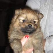 Pomeranian Trille (pomse)