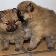 Pomeranian Trille (pomse)