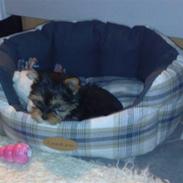 Yorkshire terrier Cookie