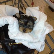 Yorkshire terrier Cookie