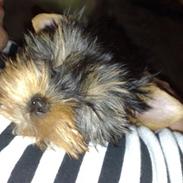 Yorkshire terrier Cookie