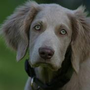 Langhåret Weimaraner Luna