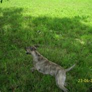 Amerikansk staffordshire terrier Issa