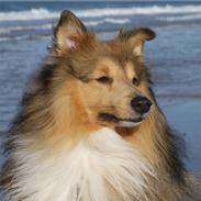 Shetland sheepdog Peregrinus Felix