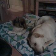 Labrador retriever Angel R.i.p 14 jan