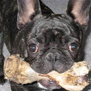 Fransk bulldog A'la'coccios Ruska(Zikka)