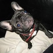 Fransk bulldog A'la'coccios Ruska(Zikka)