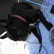 Fransk bulldog A'la'coccios Ruska(Zikka)