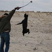 Blanding af racer Kaliff