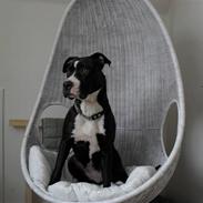 Amerikansk staffordshire terrier Kira ( nu en engel)