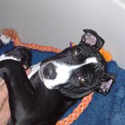 Amerikansk staffordshire terrier Kira ( nu en engel)