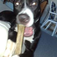 Amerikansk staffordshire terrier Kira ( nu en engel)