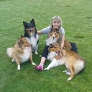 Shetland sheepdog Blacki