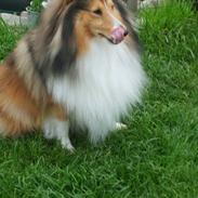 Shetland sheepdog Blacki