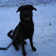 Blanding af racer Basse