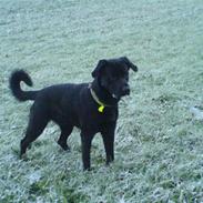 Blanding af racer Basse