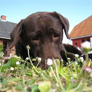 Labrador retriever Bodil (REST IN PEACE)