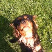 Cavalier king charles spaniel Floh <3