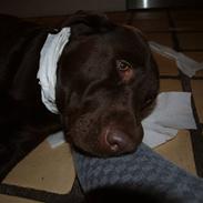 Labrador retriever Bodil (REST IN PEACE)