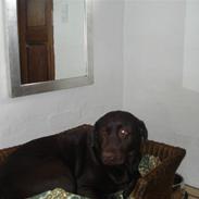 Labrador retriever Bodil (REST IN PEACE)