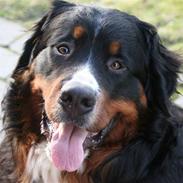 Berner sennenhund Bernhard