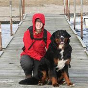 Berner sennenhund Bernhard