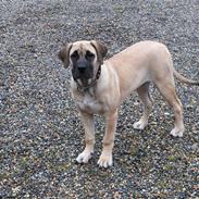 Boerboel Rathmanns Tenga