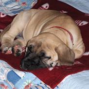 Boerboel Rathmanns Tenga