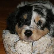 Australian shepherd Alamosas Amy (Senza)