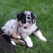 Australian shepherd Alamosas Amy (Senza)