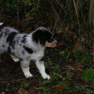 Australian shepherd Alamosas Amy (Senza)
