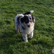 Australian shepherd Alamosas Amy (Senza)
