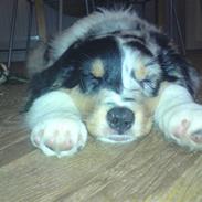 Australian shepherd Alamosas Amy (Senza)