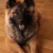 Eurasier Super Nova