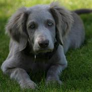 Langhåret Weimaraner Luna