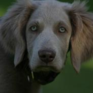 Langhåret Weimaraner Luna