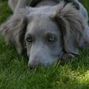 Langhåret Weimaraner Luna