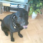 Labrador retriever Jack
