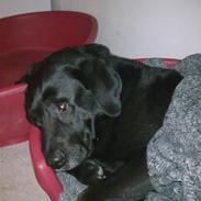 Labrador retriever Jack